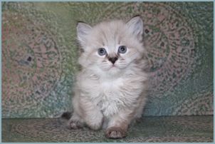 Male Siberian Kitten from Deedlebug Siberian